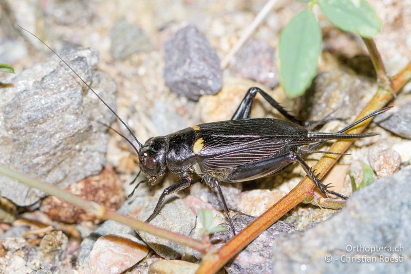 Gryllus bimaculatus ♀ - FR, Var, Fréjus, 24.09.2014