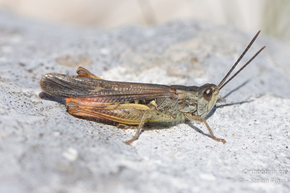 ♂ von Chorthippus bornhalmi - HR, Primorje-gorski Kotar, Učka Vojak, 22.06.2016