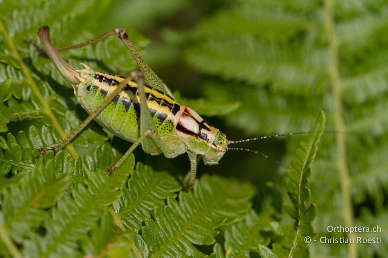 Poecilimon affinis ♀ - GR, Westmakedonien, Mt. Vernon, 10.07.2013