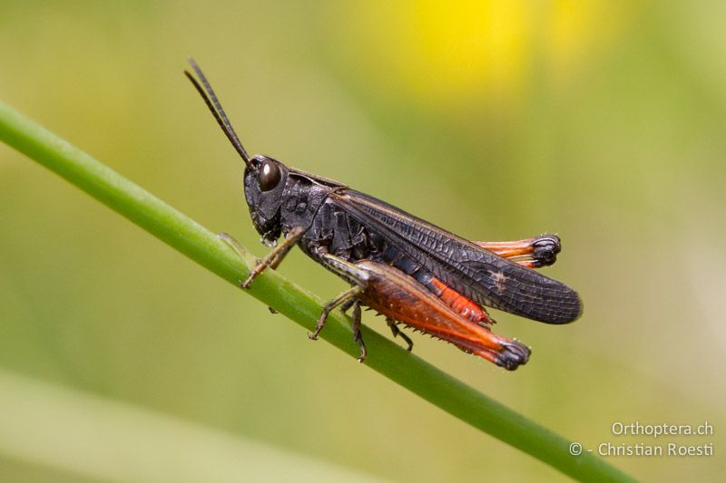 Omocestus rufipes ♂ - CH, TI, Monte im Muggiotal, 04.09.2013