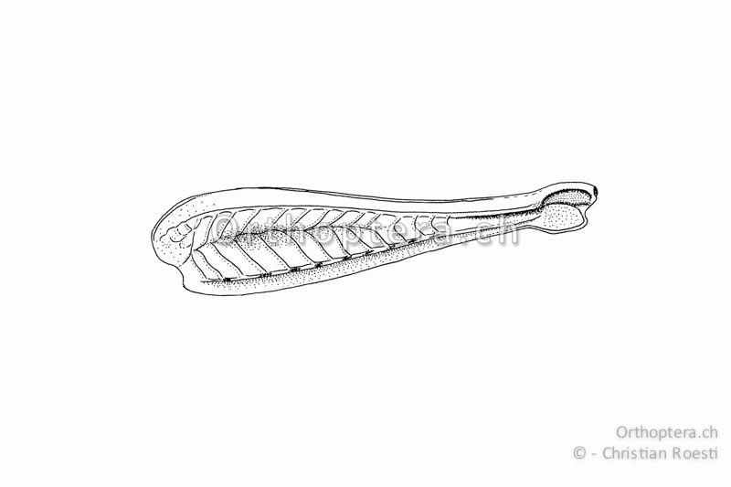 Linker Hinterschenkel von Aiolopus thalassinus. Er ist schlank und ungefähr 4-4,5x so lang wie hoch.