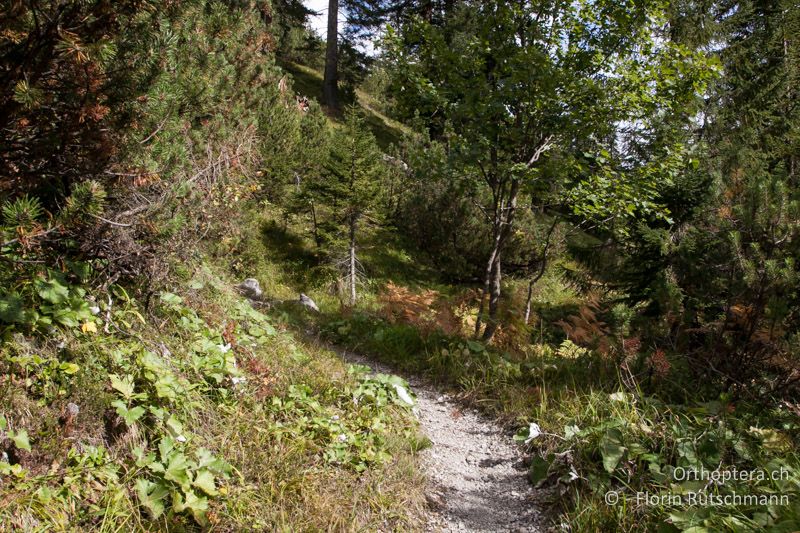 Südexponierter lichter Nadelwald als Larvalhabitat - AT, Vorarlberg, Grosses Walsertal, 26.09.2012