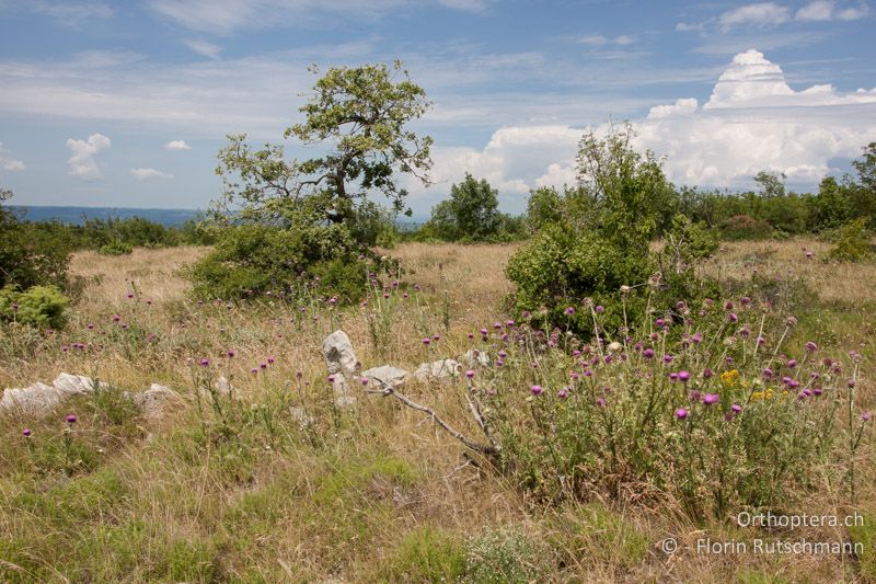 Lückige Vegetation auf karstigem Untergrund - HR, Istrien, Salakovci, 18.06.2014