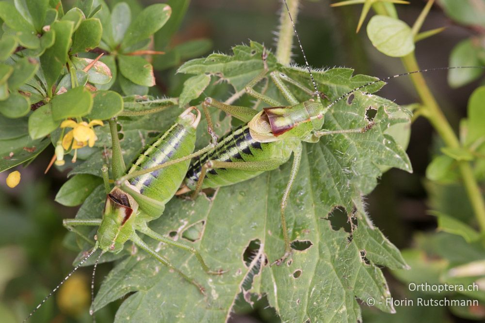Poecilimon affinis ♂♂ - GR, Thessalien, Mt. Ossa, 21.06.2015