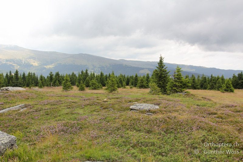 Zwergstrauchheide - AT, Kärnten, Kleinalpl, 10.08.2000