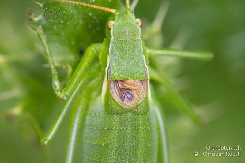 Vorderkörper von Isophya pienensis ♂ von oben - RU, Transilvania, Harghita-Băi, 14.07.2020