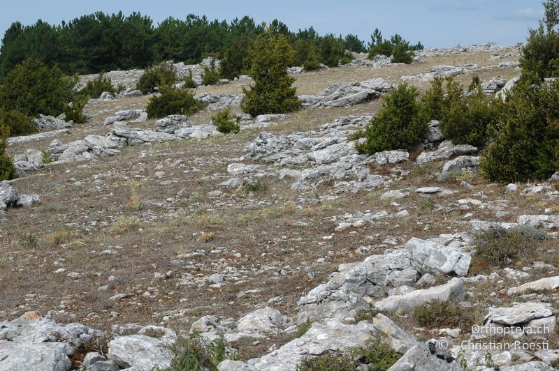 Steinige Steppe - FR, Lozère, Causse Méjan, 15.08.2006