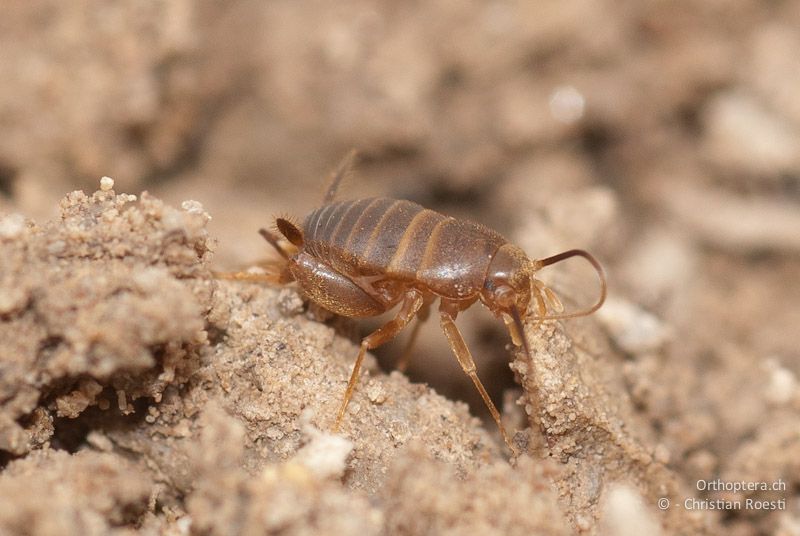 Myrmecophilus aequispina, Weibchen