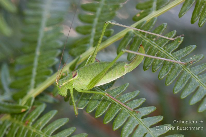 Leptophyes laticauda ♀ - CH, TI, Mt. Tamaro, 29.08.2010