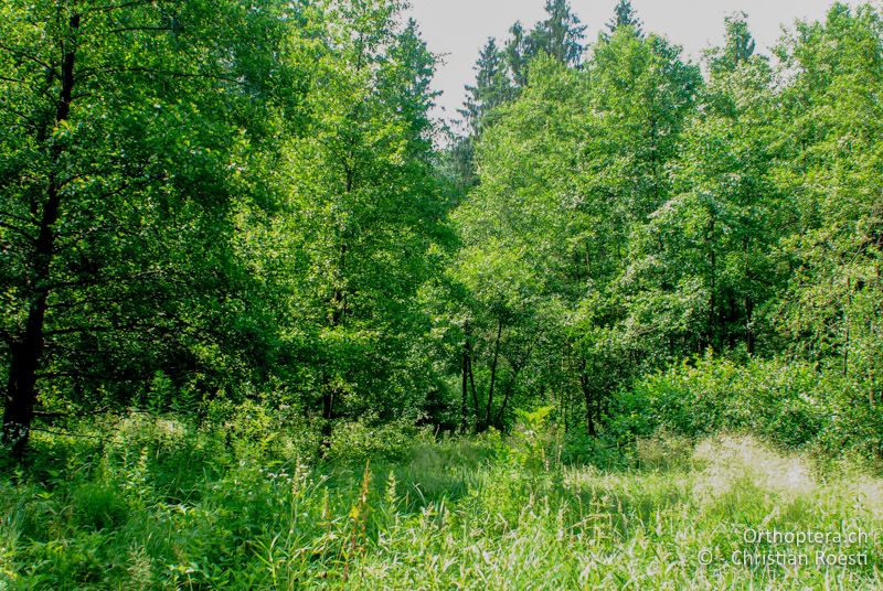 Waldlichtung - AT, Steiermark, Tobis bei Preding, 25.06.2008