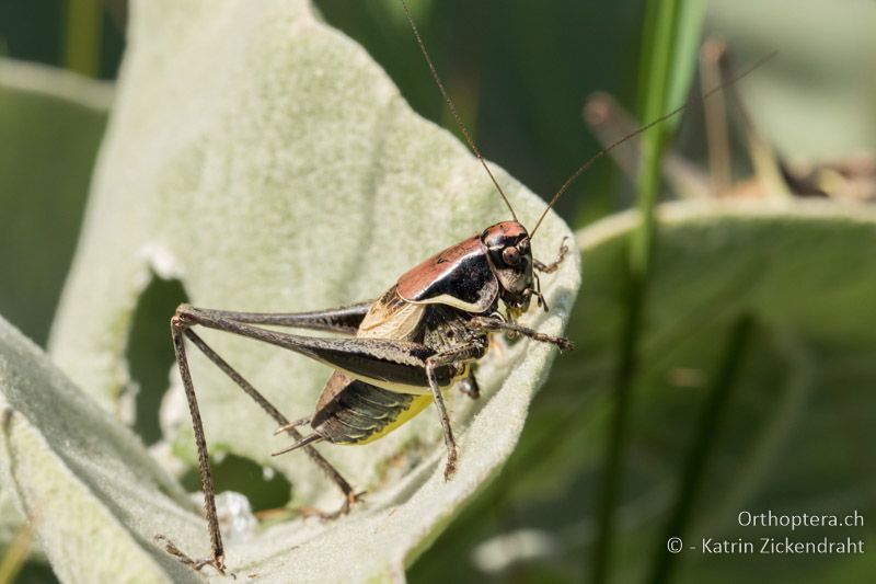 Pholidoptera aptera ♂ - GR, Zentralmakedonien, Mt. Vrondous, Skistation, 09.07.2017