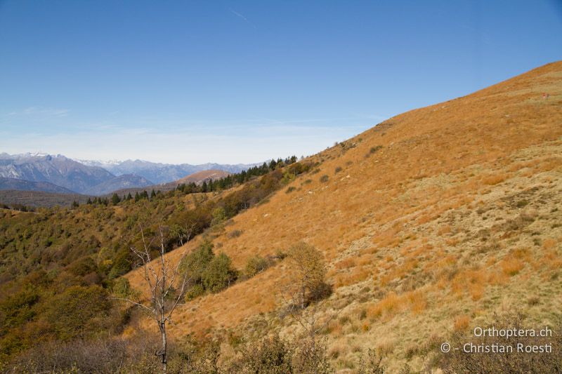 Extensive Alpweide - CH, TI, Mt. Lema, 12.10.2011