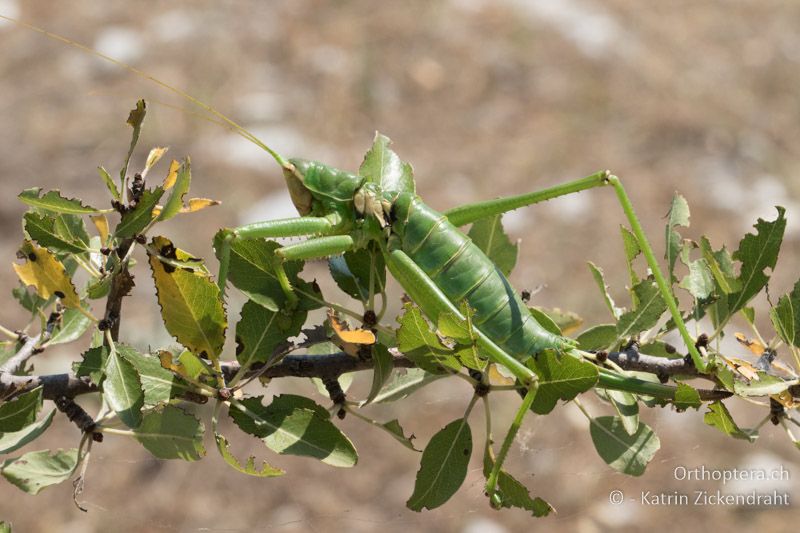 Saga natoliae ♀ - GR, Zentralmakedonien, Alistrati, 05.07.2017