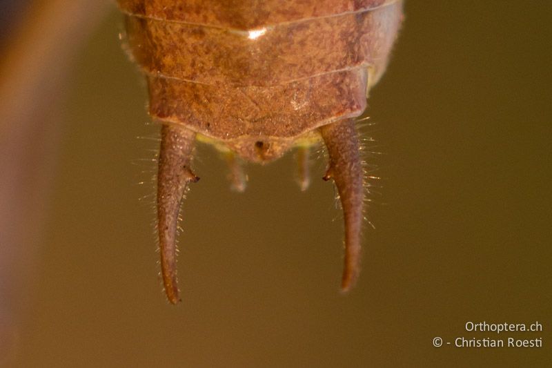 Cerci von Pholidoptera littoralis insubrica ♂ von oben - CH, TI, Mt. Generoso, 18.08.2013