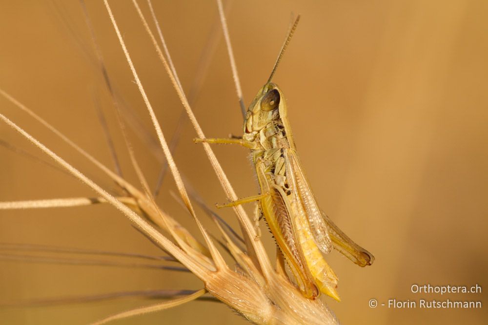 Dickkopf-Grashüpfer (Euchorthippus declivus) Männchen in der Morgensonne - Mt. Soulion, 09.07.2012