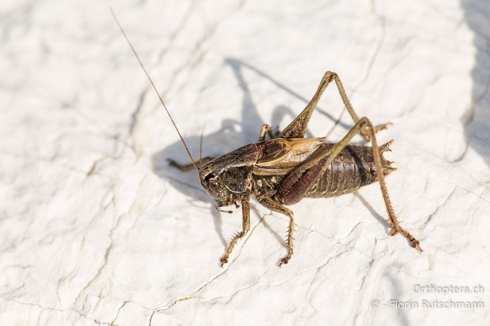 Metrioptera caprai ♂ - IT, Marken, Sibyllini-Gebirge, 09.10.2014