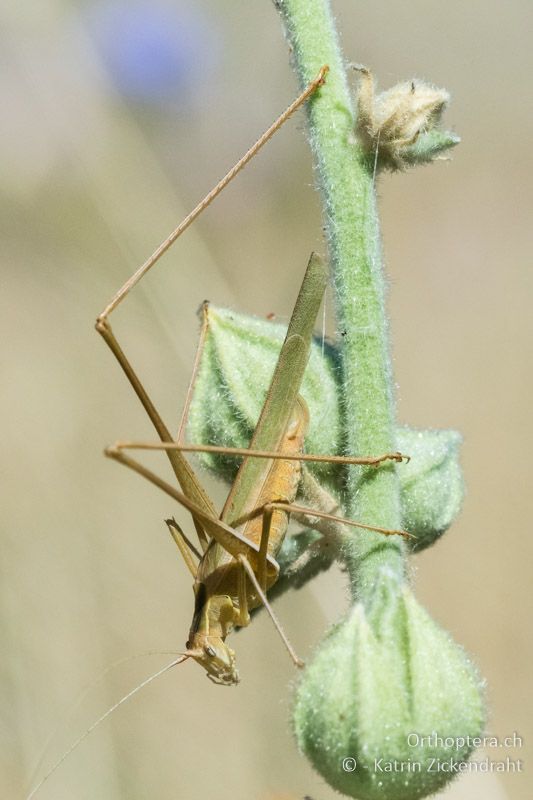 Lililenblatt-Sichelschrecke (Tylopsis liliifolia) ♀ - GR, Westmakedonien, Klidi, 12.07.2017