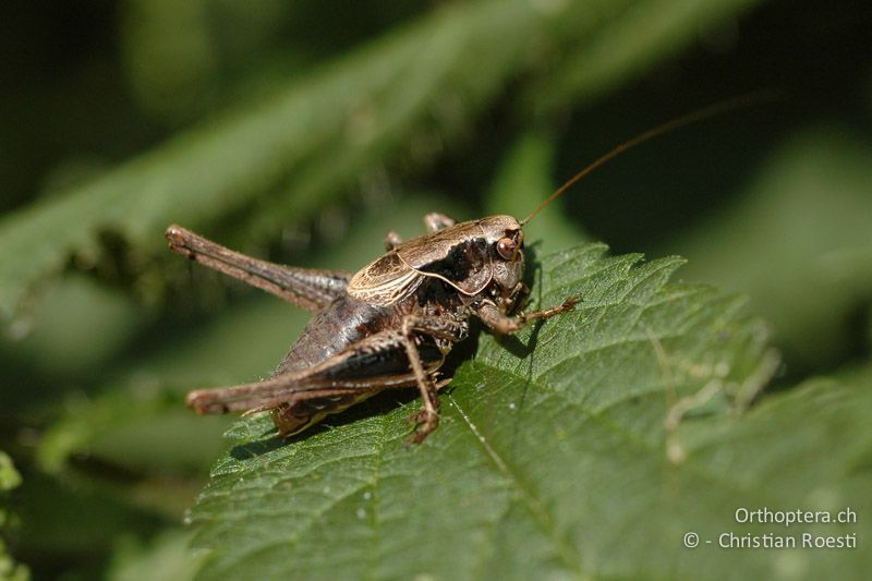 Pholidoptera griseoaptera ♂. Die Flügel sind die hellste Körperpartie - CH, TI, Mt. Generoso, 11.09.2006
