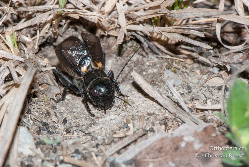Gryllus campestris ♂ - CH, VS, Leuk, 04.06.2010