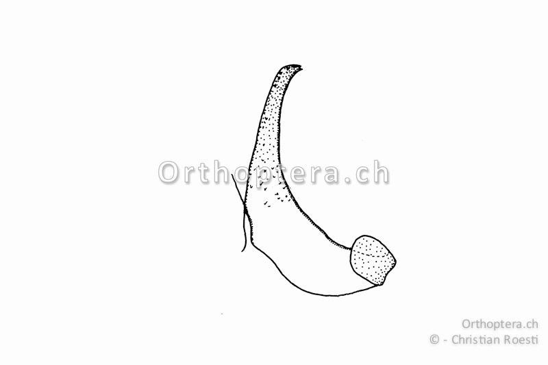 Rechter Titillator von Platycleis grisea ♂. Er ist schlanker als bei Platycleis albopunctata.