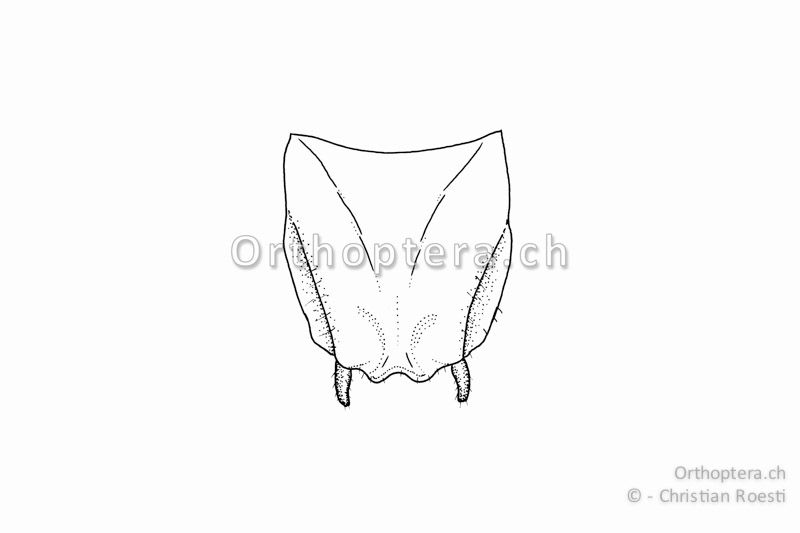 Subgenitalplatte von Conocephalus fuscus ♂. Sie ist am Ende w-förmig ausgerandet.