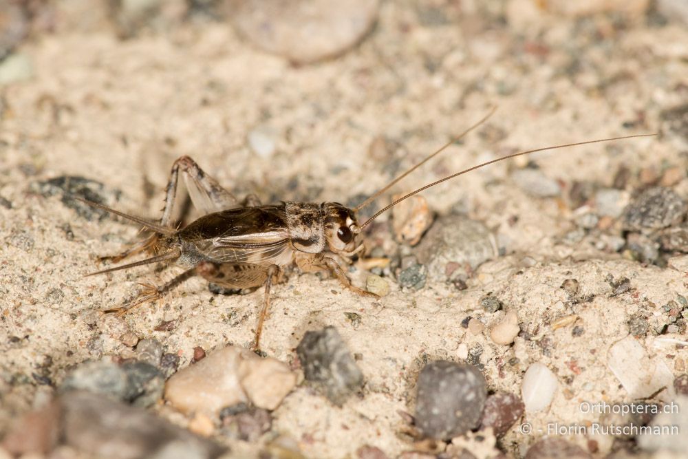 Eumodicogryllus bordigalensis ♂ - GR, Mittelgriechenland, Molos, 14.06.2015