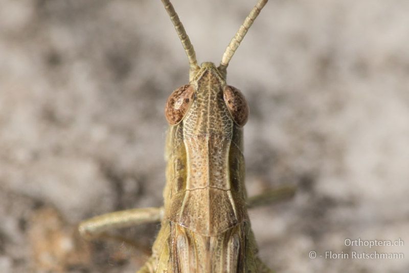 Halsschild von Chorthippus dichrous ♂ - GR, Zentralmakedonien, Archangelos, 19.07.2018