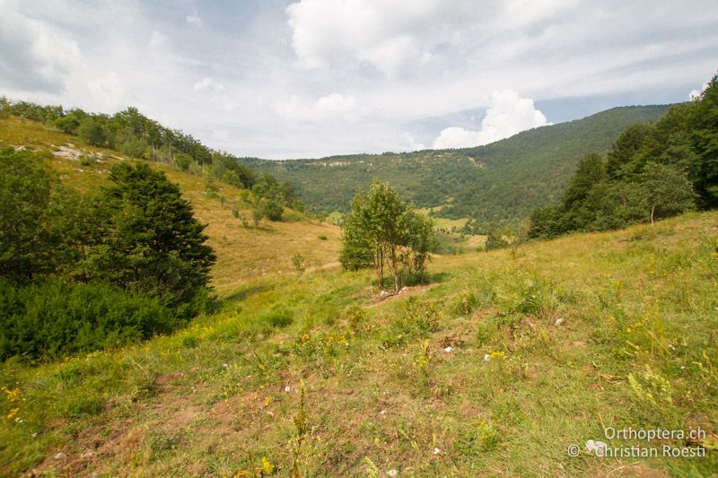 Wüchsige Wiesenvegetation - HR, Istrien, Ucka Nationalpark, 24.07.2015