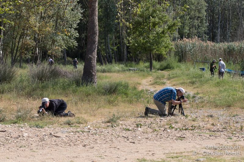Alltägliches Bild - GR, Zentralmakedonien, Volvi-See, 04.07.2017