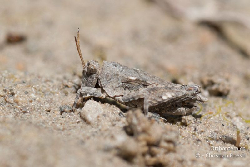 Tetrix tuerki ♂ - FR, Drôme, Lus-la-Croix-Haute, 25.05.2009