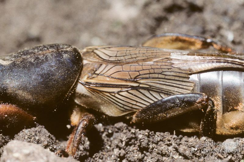 Gryllotalpa gryllotalpa ♀. Die stimmgabelartige Äderung auf dem Vorderflügel fehlt dem ♀ - CH, BE, Zwieselberg, 05.06.2004