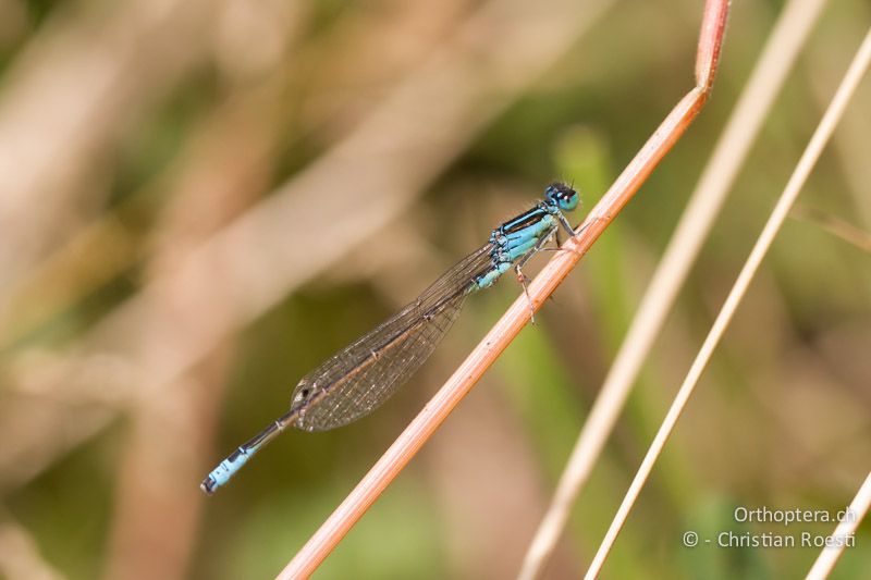 Kleine Pechlibelle (Ischnura pumilio) - GR, Westmakedonien, Kratero, 11.07.2013
