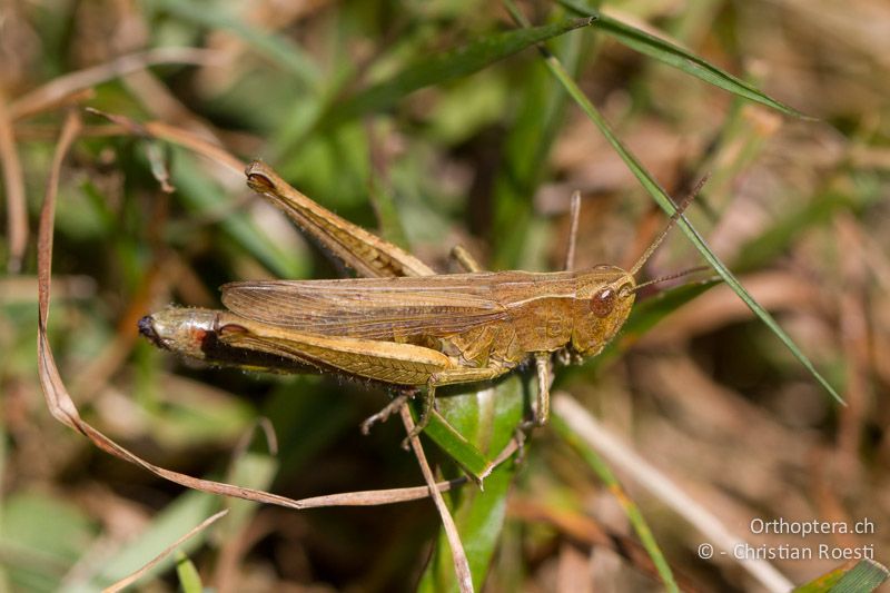 Chorthippus dorsatus ♀ - CH, BL, Diegten 21.08.2013
