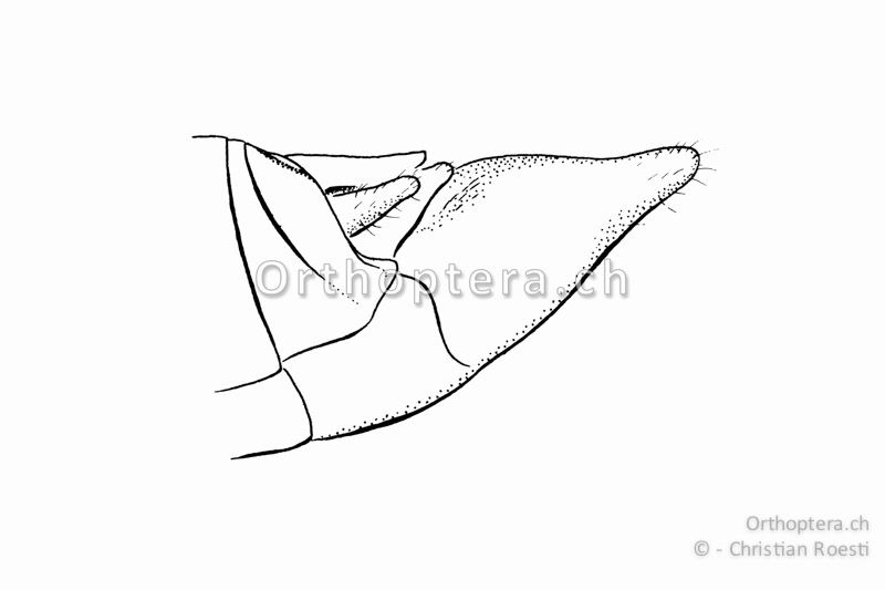 Hinterleibsende von Euchorthippus declivus ♂. Die Subgenitalplatte ist in einen spitzen Kegel verlängert.