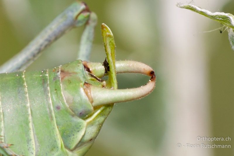 Die Subgenitalplatte des Polysarcus denticauda ♂ ragt nach oben deutlich über die Cerci hinaus - CH, SH, Möösli, 04.06.2011
