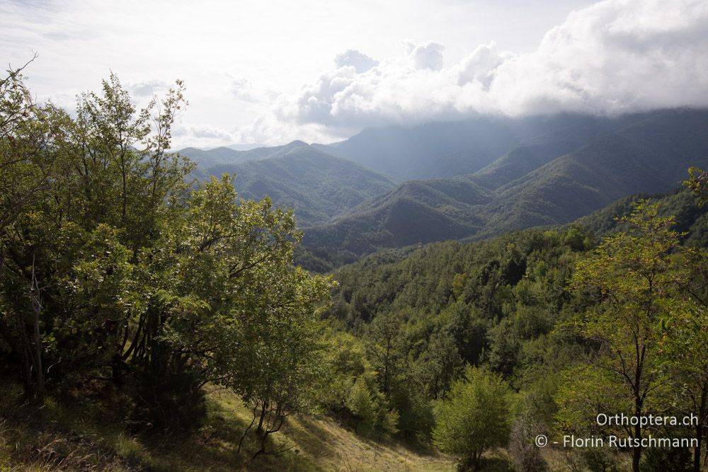 Bergwälder - IT, Emilia-Romagna, Campigna, 22.09.2014