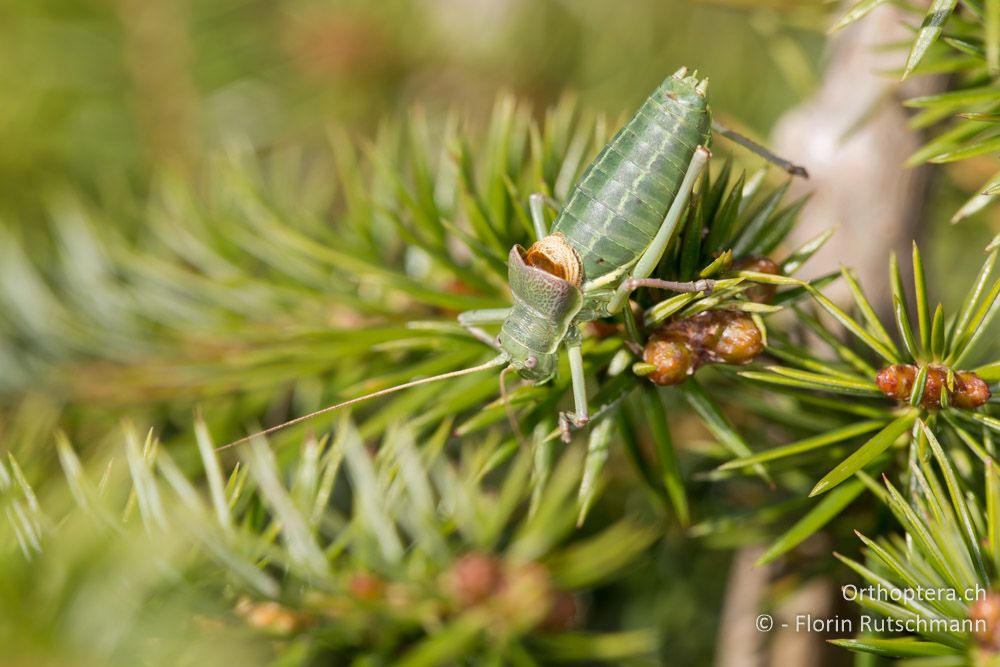 Ephippiger ruffoi ♂ - IT, Marken, Sibyllini-Gebirge, 29.09.2014