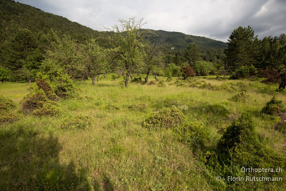 Alter, ungenutzter Obstgarten - GR, Mittelgriechenland, Mt. Parnassos, 10.06.2015
