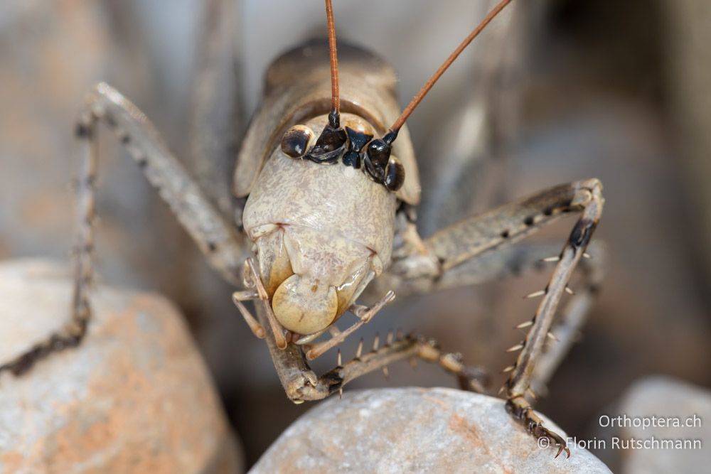 Portrait von Drymadusa dorsalis ♂ - GR, Mittelgriechenland, Delfi, 09.06.2015