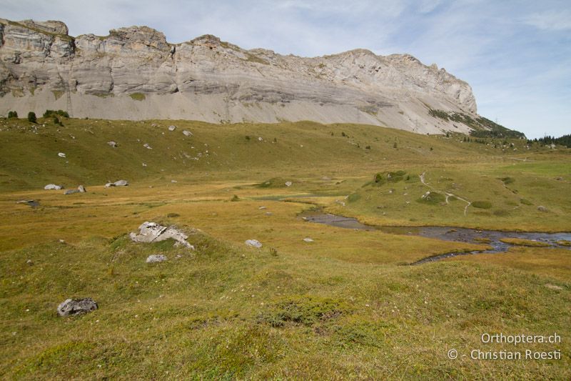 Nasswiese in den Alpen - CH, BE, Kandersteg, 22.09.1013