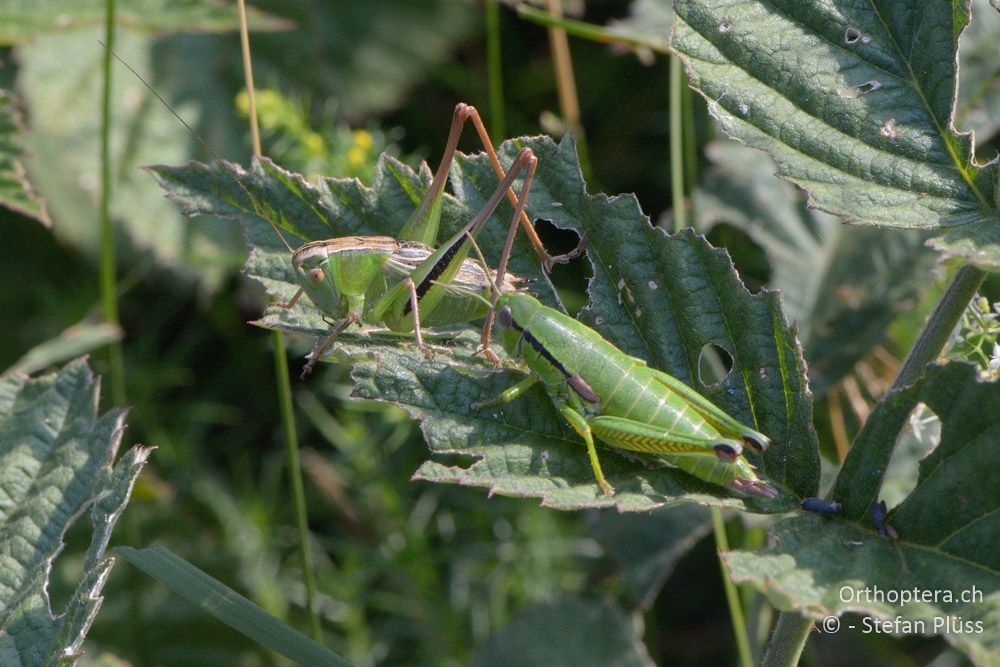 Bicolorana kraussi (kuntzeni) ♂ und Odontopodisma fallax ♀ - HR, Istrien, Mala Učka, 20.07.2015