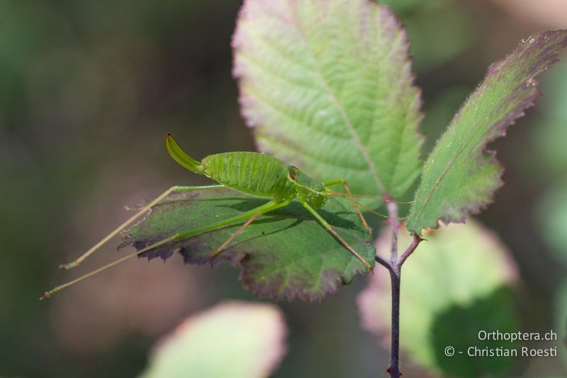Leptophyes laticauda ♀ - CH, TI, Mt. Caslano, 02.09.2013