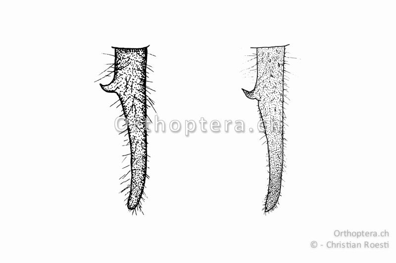 Rechter Cercus von zwei verschiedenen ♂♂ von Pholidoptera littoralis insubrica von oben. Der Innenzahn befindet sich im ersten Drittel.