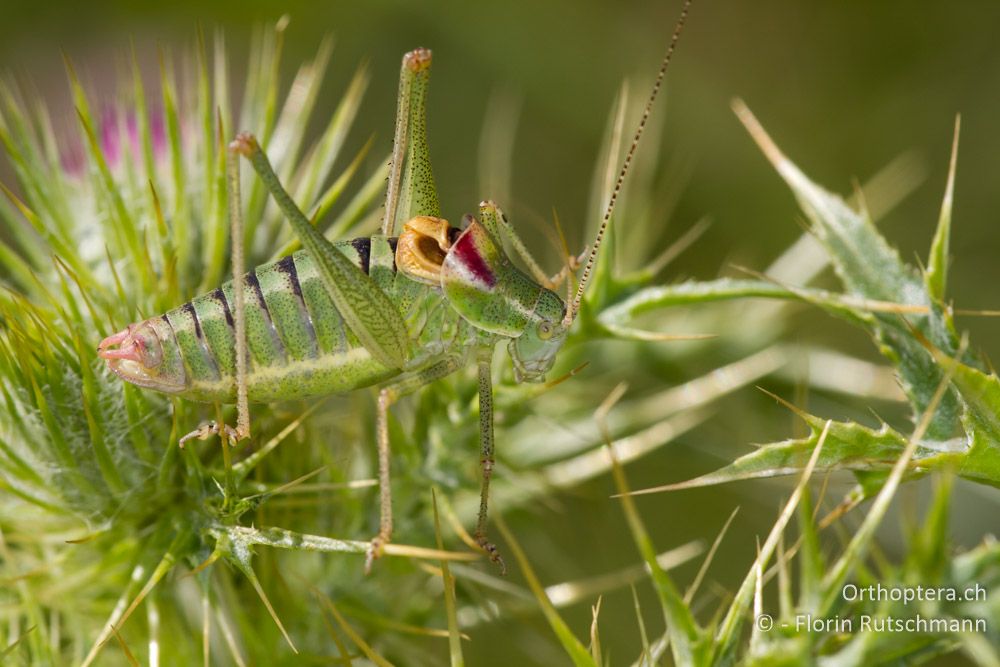 Ein Männchen von Poecilimon orbelicus - Mt. Pangeon, 11.07.2012
