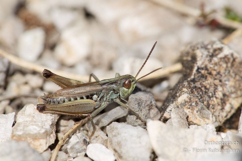 Stenobothrus apenninus ♂ - IT, Marken, Mt. Catria, 27.09.2014