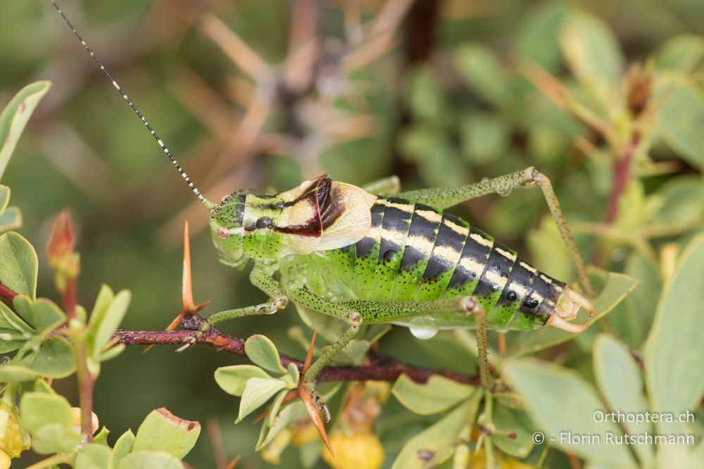 Poecilimon affinis ♂ - GR, Thessalien, Mt. Ossa, 21.06.2015