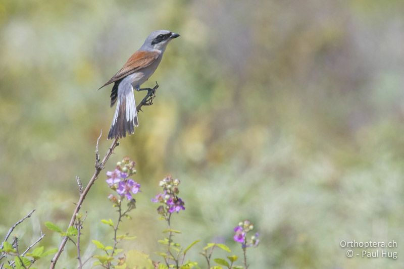 Neuntöter (Lanius collurio) - GR, Westmakedonien, Prespasee 13.07.2017