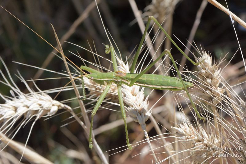 Saga campbelli ♂ - GR, Zentralmakedonien, Mt. Hortiatis, 04.07.2017