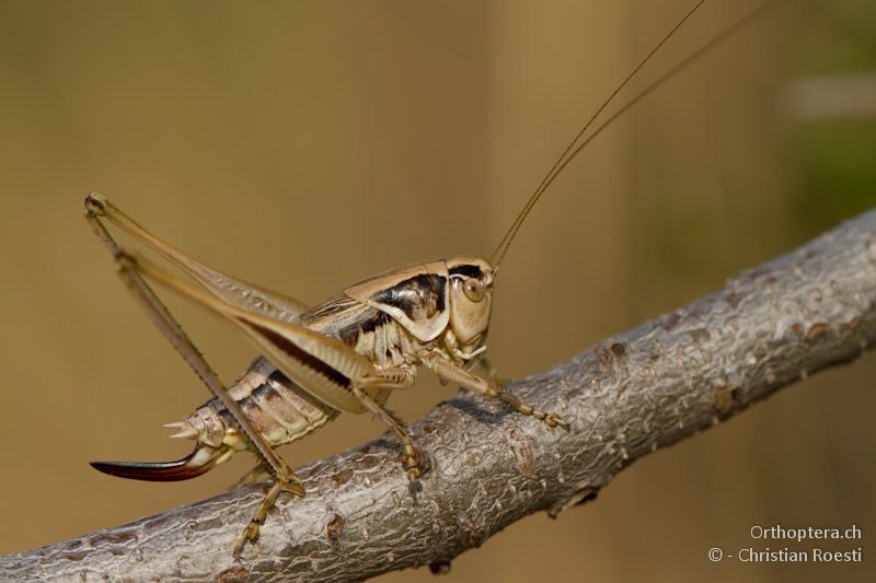 Weibchen von Metrioptera oblongicollis - Elassona, 17.07.2012