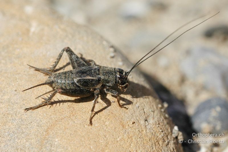 Modicogryllus frontalis ♂ - DE, Baden-Württemberg, Buggingen, 12.05.2007